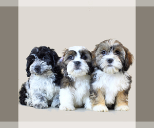 Cock-A-Tzu Litter for sale in SAN DIEGO, CA, USA