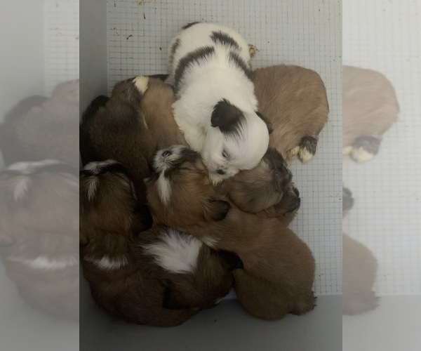 Medium Photo #1 Lhasa Apso Puppy For Sale in MARINA BAY, MA, USA