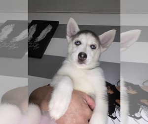 Siberian Husky Litter for sale in WEST FARMS, NY, USA