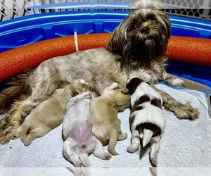Shih Tzu Litter for sale in MOORESVILLE, NC, USA