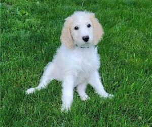 Goldendoodle Litter for sale in TAYLORVILLE, IL, USA