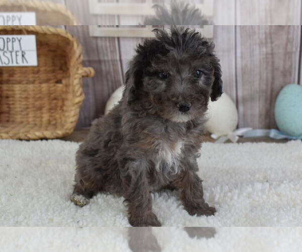 Medium Photo #1 Poodle (Miniature) Puppy For Sale in MILLER, MO, USA