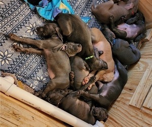Weimaraner Litter for sale in MCHENRY, IL, USA