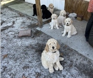 Goldendoodle Litter for sale in GULF BREEZE, FL, USA