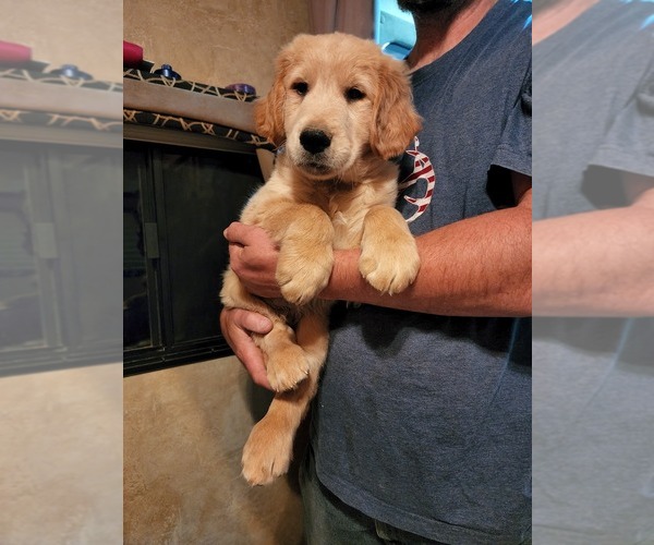 Medium Photo #1 Golden Retriever Puppy For Sale in KINGMAN, AZ, USA