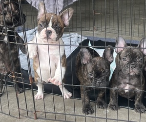 French Bulldog Litter for sale in MULBERRY, FL, USA
