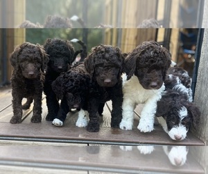 Golden Mountain Doodle  Litter for sale in BLUE SPRINGS, MO, USA