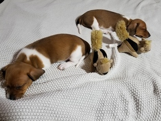 Dachshund Litter for sale in LEANDER, TX, USA