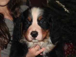 Bernese Mountain Dog Litter for sale in GAP, PA, USA