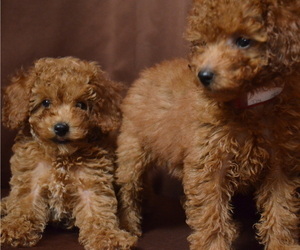 Poodle (Miniature) Litter for sale in PATERSON, NJ, USA