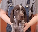 Small Photo #1 German Shorthaired Pointer Puppy For Sale in BERESFORD, SD, USA