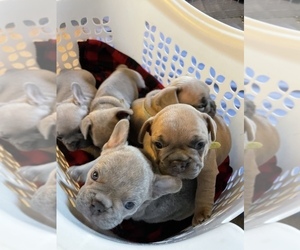 French Bulldog Litter for sale in PENN VALLEY, CA, USA