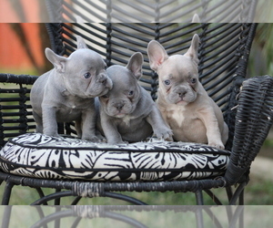 French Bulldog Litter for sale in ONTARIO, CA, USA