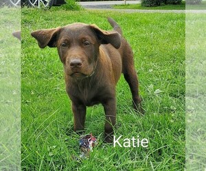 Labrador Retriever Litter for sale in CATO, NY, USA
