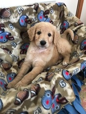 Goldendoodle Litter for sale in DECATUR, IN, USA