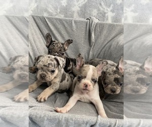 French Bulldog Litter for sale in CHESAPEAKE, VA, USA