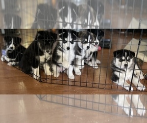 Huskies -Samoyed Mix Litter for sale in STOCKTON, CA, USA