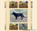 Small Photo #1 German Shepherd Dog Puppy For Sale in BOLIVAR, MO, USA