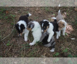 Collie Litter for sale in GRAY, KY, USA