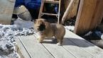 Small Photo #1 Akita Puppy For Sale in LAKE ELMO, MN, USA