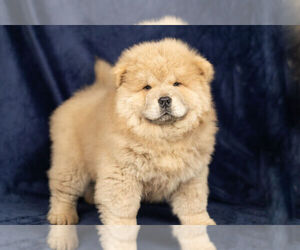 Medium Chow Chow