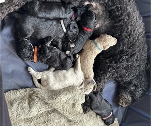 Sheepadoodle Litter for sale in OVERBROOK, KS, USA