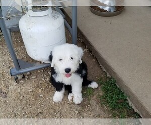 Old English Sheepdog Litter for sale in BLAND, MO, USA