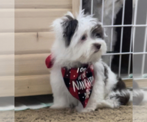 Havanese Litter for sale in OTWAY, OH, USA