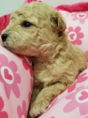 Poodle (Miniature) Litter for sale in SHALLOTTE, NC, USA