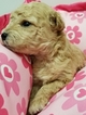 Small Photo #1 Poodle (Miniature) Puppy For Sale in SHALLOTTE, NC, USA
