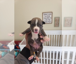 American Bully Litter for sale in GREENSBORO, NC, USA