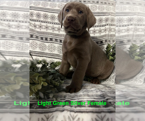 Labrador Retriever Litter for sale in SHELBY, NC, USA