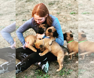 Belgian Malinois Litter for sale in SPENCERVILLE, IN, USA