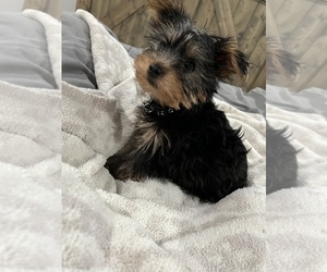 Yorkshire Terrier Litter for sale in HACIENDA HEIGHTS, CA, USA