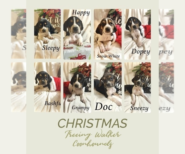 Medium Photo #1 Treeing Walker Coonhound Puppy For Sale in WEST ALEXANDRIA, OH, USA