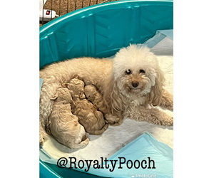 Poodle (Toy) Litter for sale in DISTRICT HEIGHTS, MD, USA
