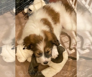 Pyredoodle Litter for sale in ANZA, CA, USA