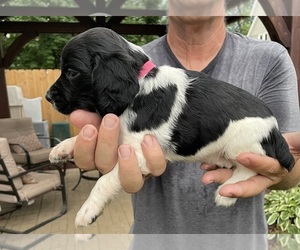 English Springer Spaniel Litter for sale in NORTHWOOD, IA, USA