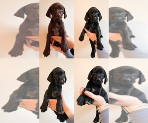 Catahoula Leopard Dog-German Shorthaired Pointer Mix Litter for sale in CALERA, AL, USA