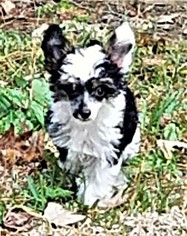 Chinese Crested Litter for sale in MAGNOLIA, TX, USA