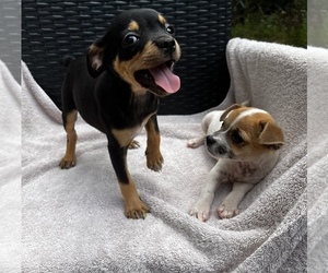 Chihuahua Litter for sale in PALATKA, FL, USA