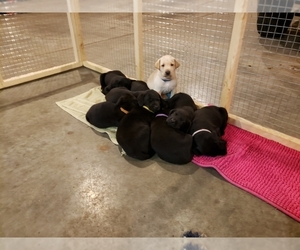 Labrador Retriever Litter for sale in CONCORDIA, KS, USA
