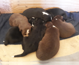 Border Collie Litter for sale in ORACLE, AZ, USA
