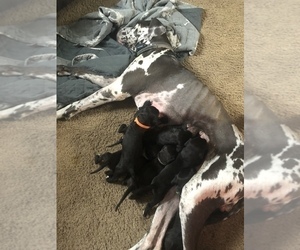 Great Dane-Poodle (Standard) Mix Litter for sale in MORLEY, MI, USA