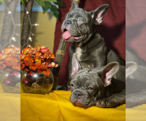 French Bulldog Litter for sale in WOODBRIDGE, VA, USA