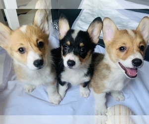 Pembroke Welsh Corgi Litter for sale in HOLLYWOOD, CA, USA