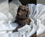 Small Goldendoodle