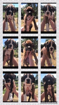 Medium Photo #1 Boxer Puppy For Sale in CARMICHAEL, CA, USA