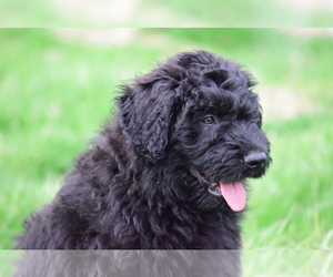 Bouvier Des Flandres Litter for sale in CAMBRIDGE CITY, IN, USA