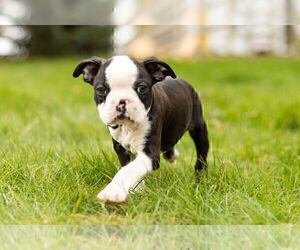 Boston Terrier Litter for sale in WARSAW, IN, USA